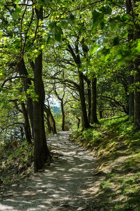 Derwentwater Lakeside Path May 17